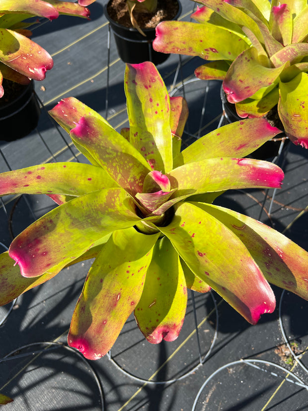 Neoregelia 'Tatooine'