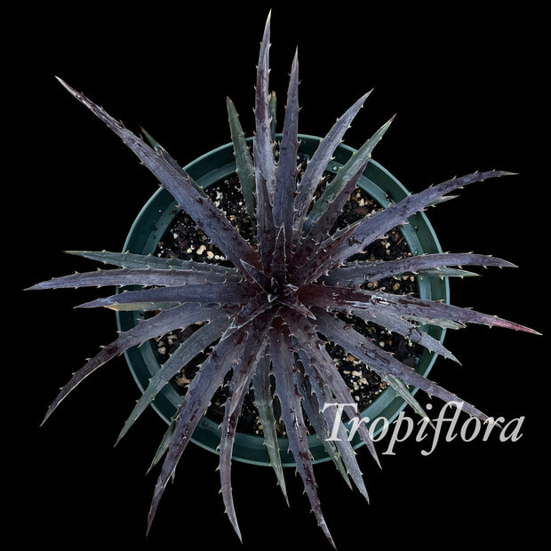 Dyckia 'Plum Crazy'