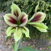 Hippeastrum papilio