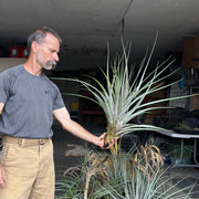 Tillandsia inopinata AS031