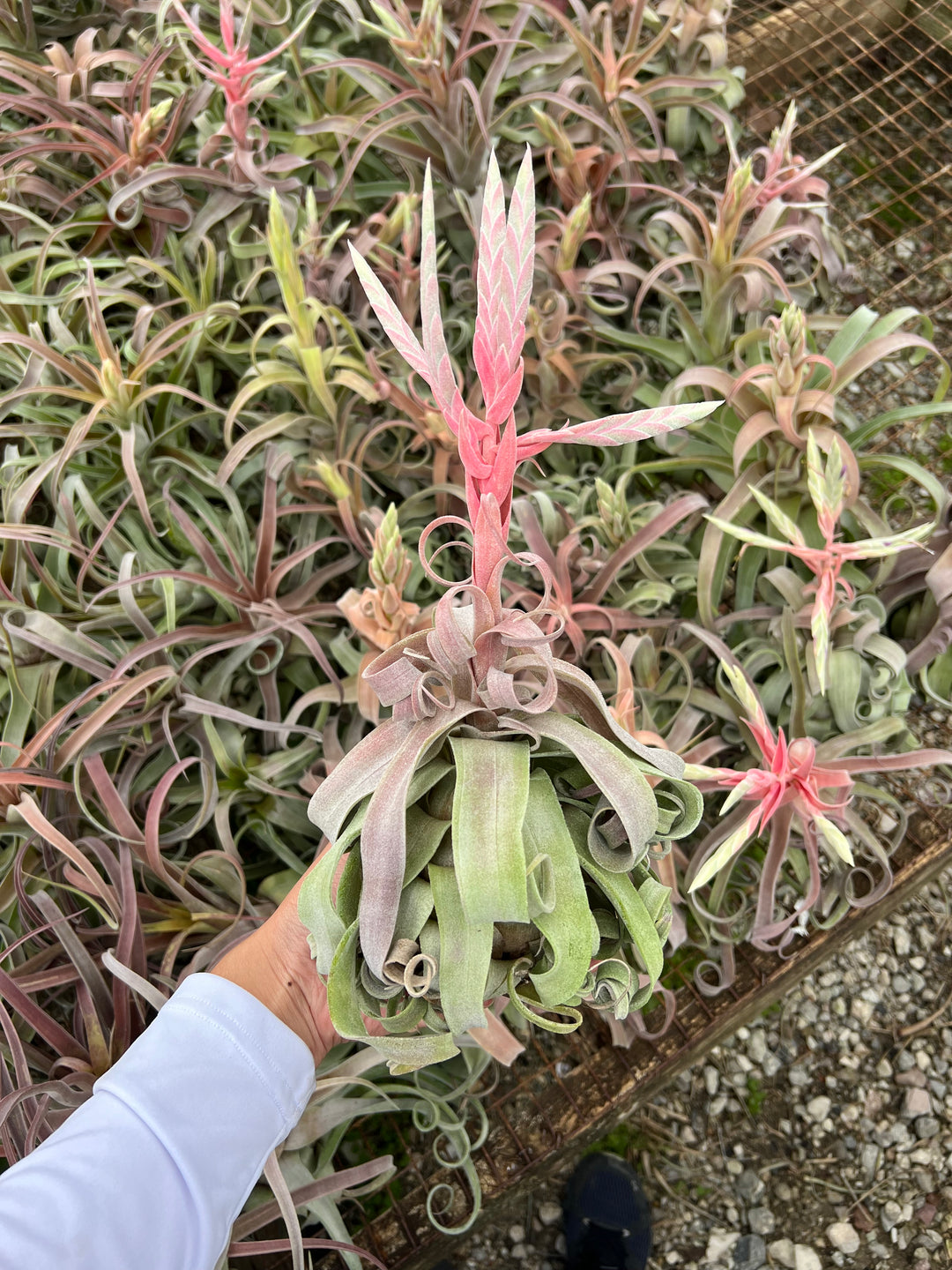 Tillandsia 'Red Robin' – Tropiflora