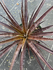 x Sincoraechmea (chantinii 'Black' x Sincoraea ulei)