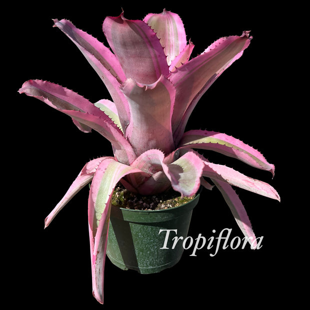 Neoregelia 'Secret Agent'