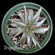 Dyckia 'Pink Tooth'