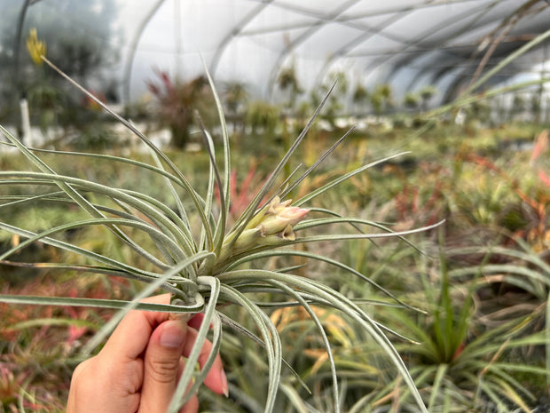 Tillandsia 'Kybong'