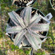 Dyckia marnierlapostolle 'Pink Spines'