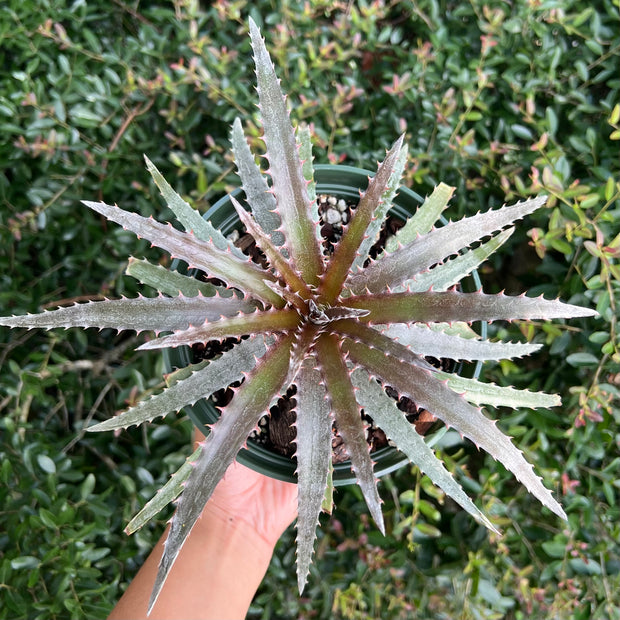 Dyckia 'Snaggletooth' x reitzii v. rubra