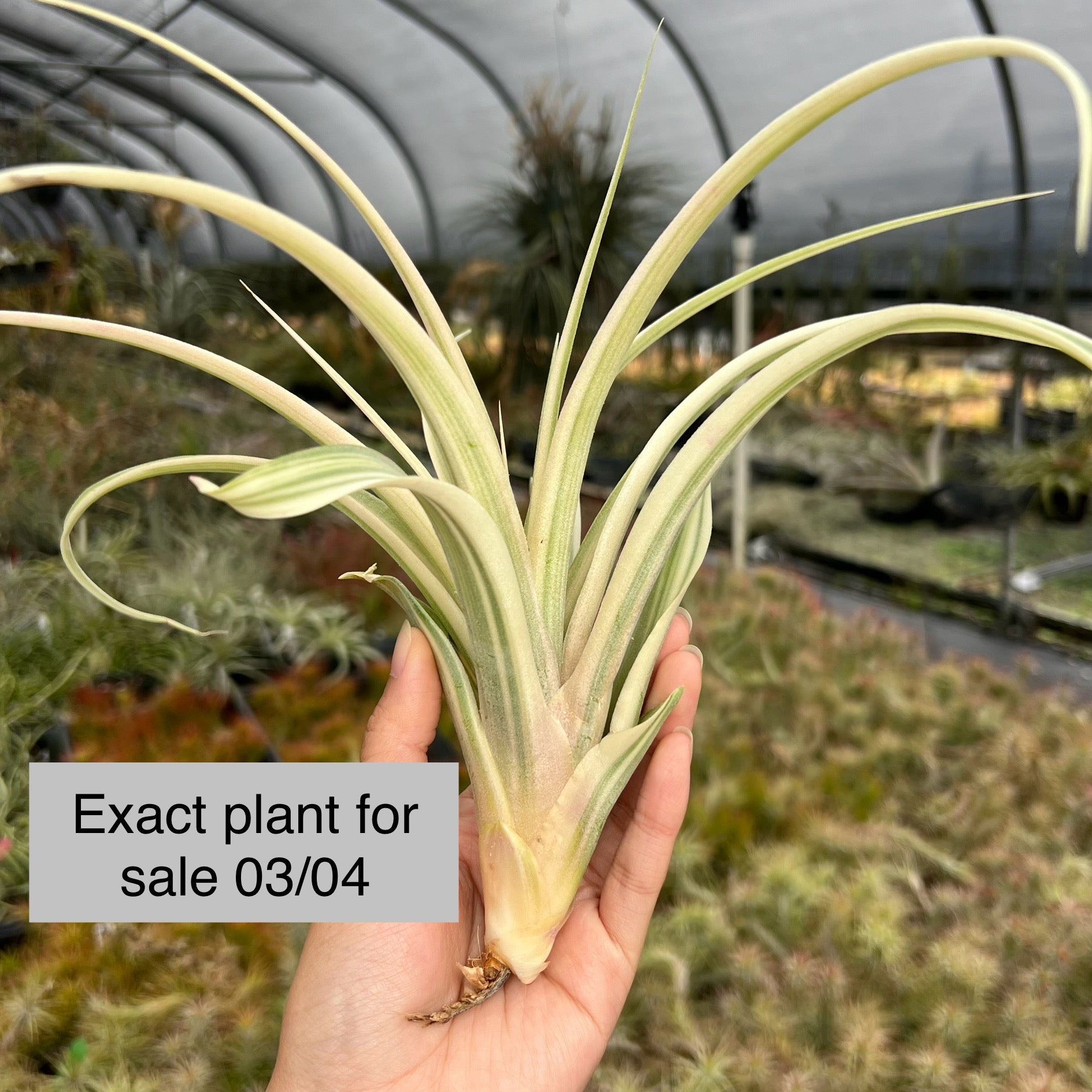 Tillandsia Deborah Ann 速達発送 Tillandsia 'Deborah Ann' – Tropiflora