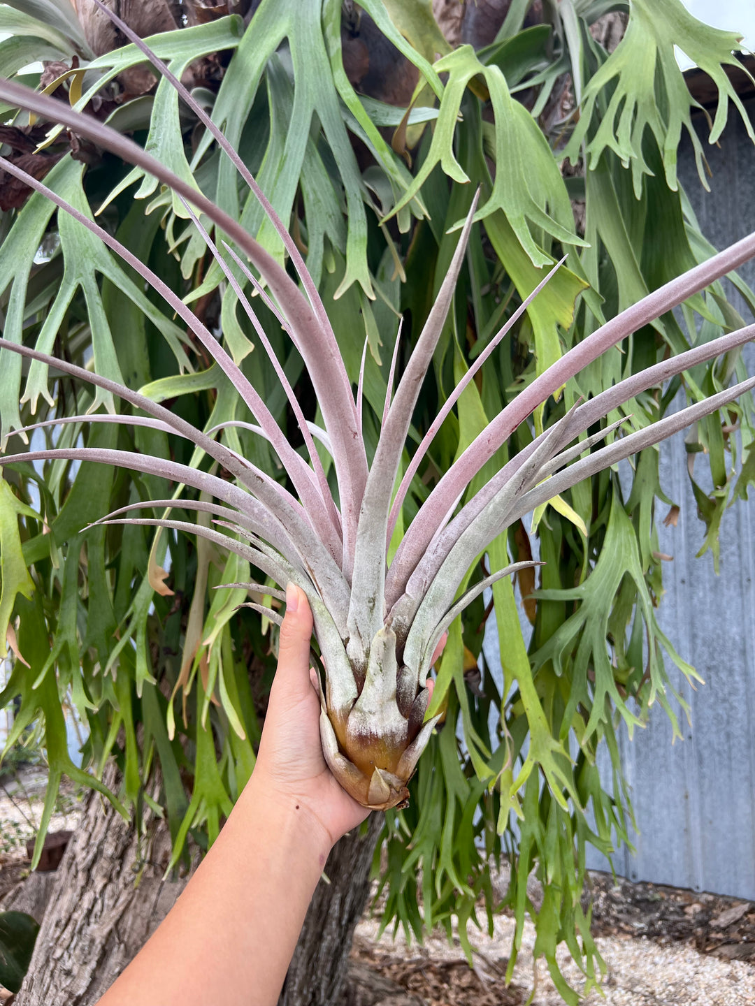 Tillandsia 'Steve' – Tropiflora