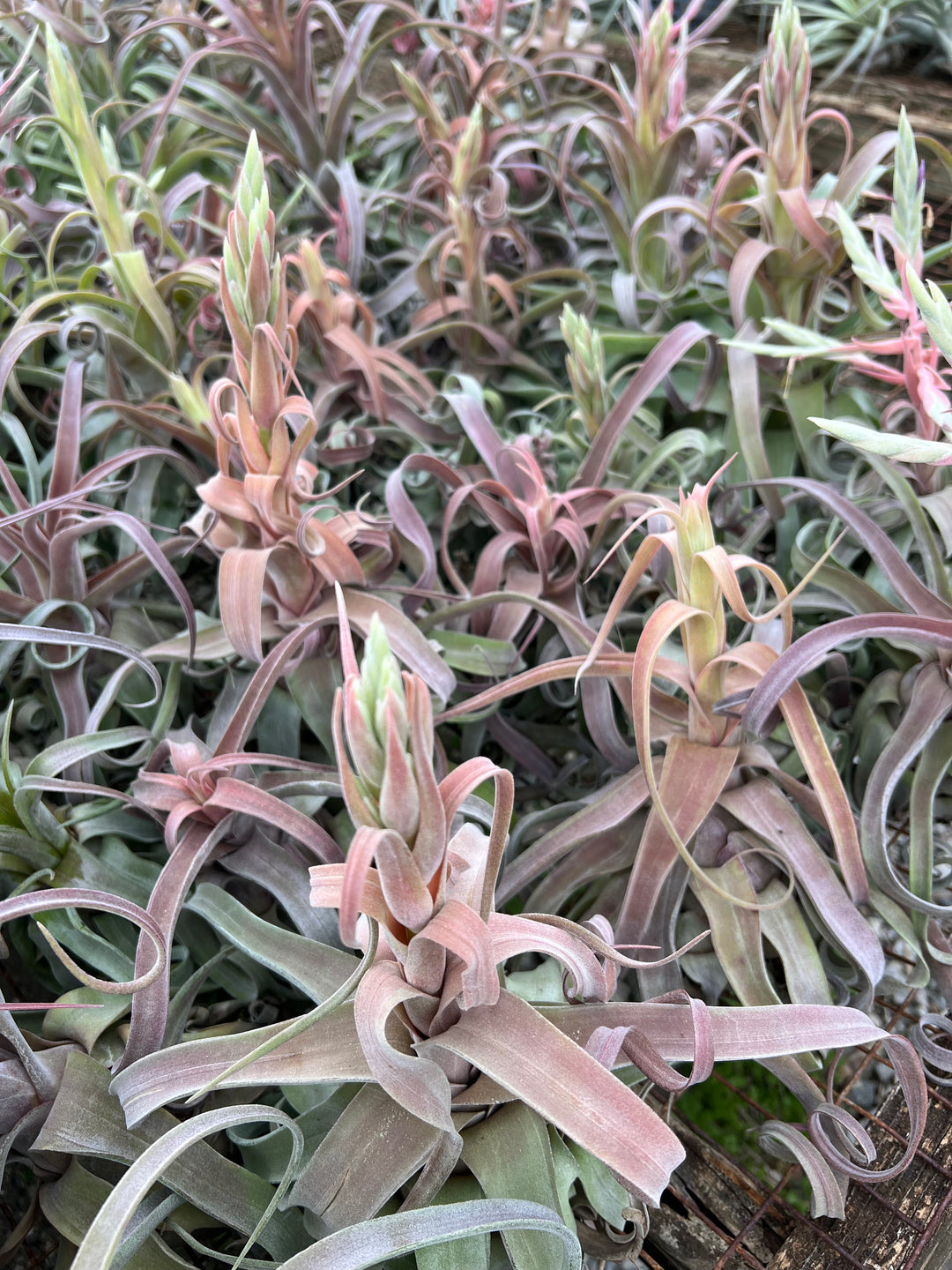 Tillandsia 'Red Robin' – Tropiflora