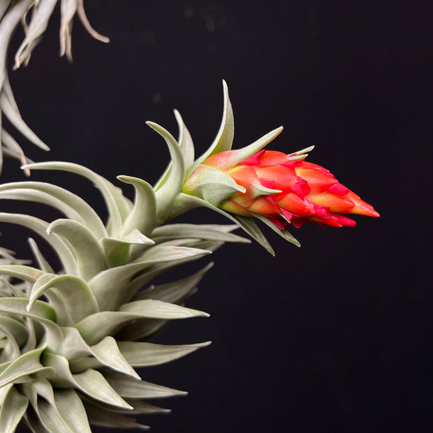 Tillandsia iglari (formerly known as edithae 'Green Form')