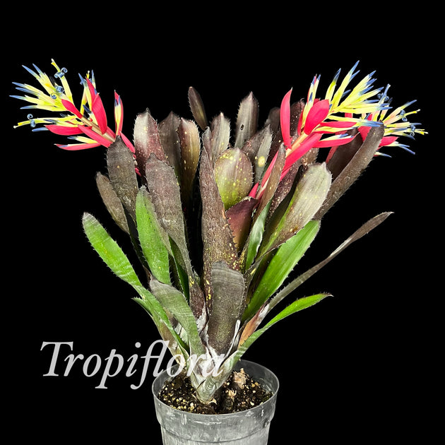 Billbergia 'Aubergine' – Tropiflora