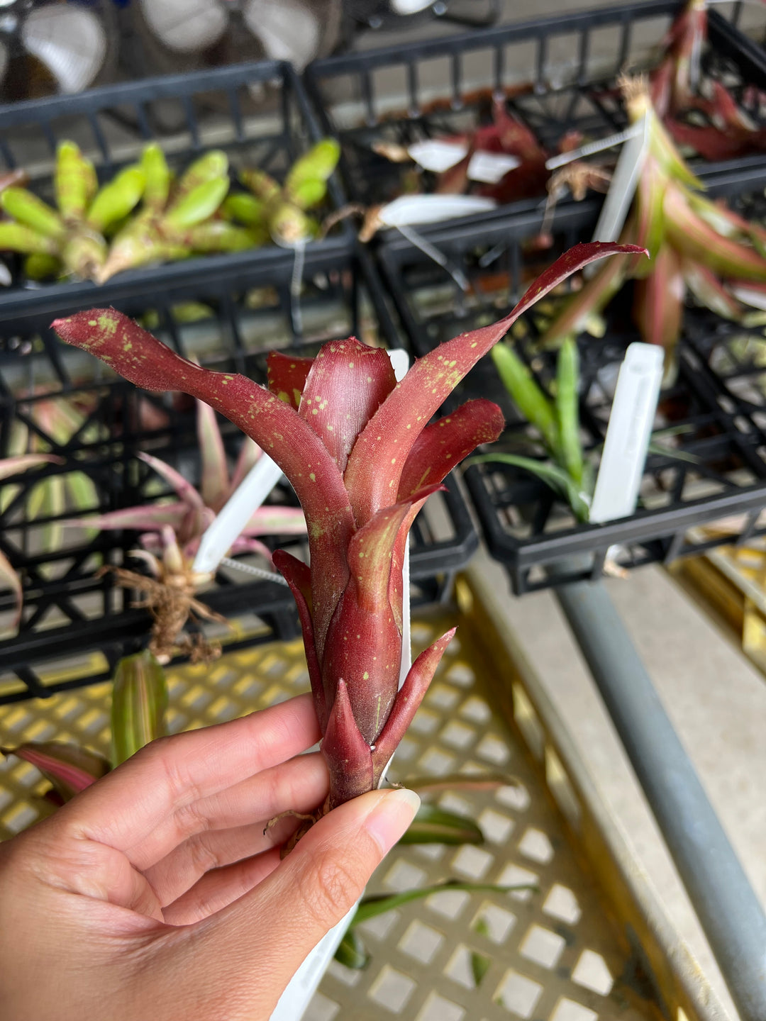 Neoregelia 'Halloween' – Tropiflora