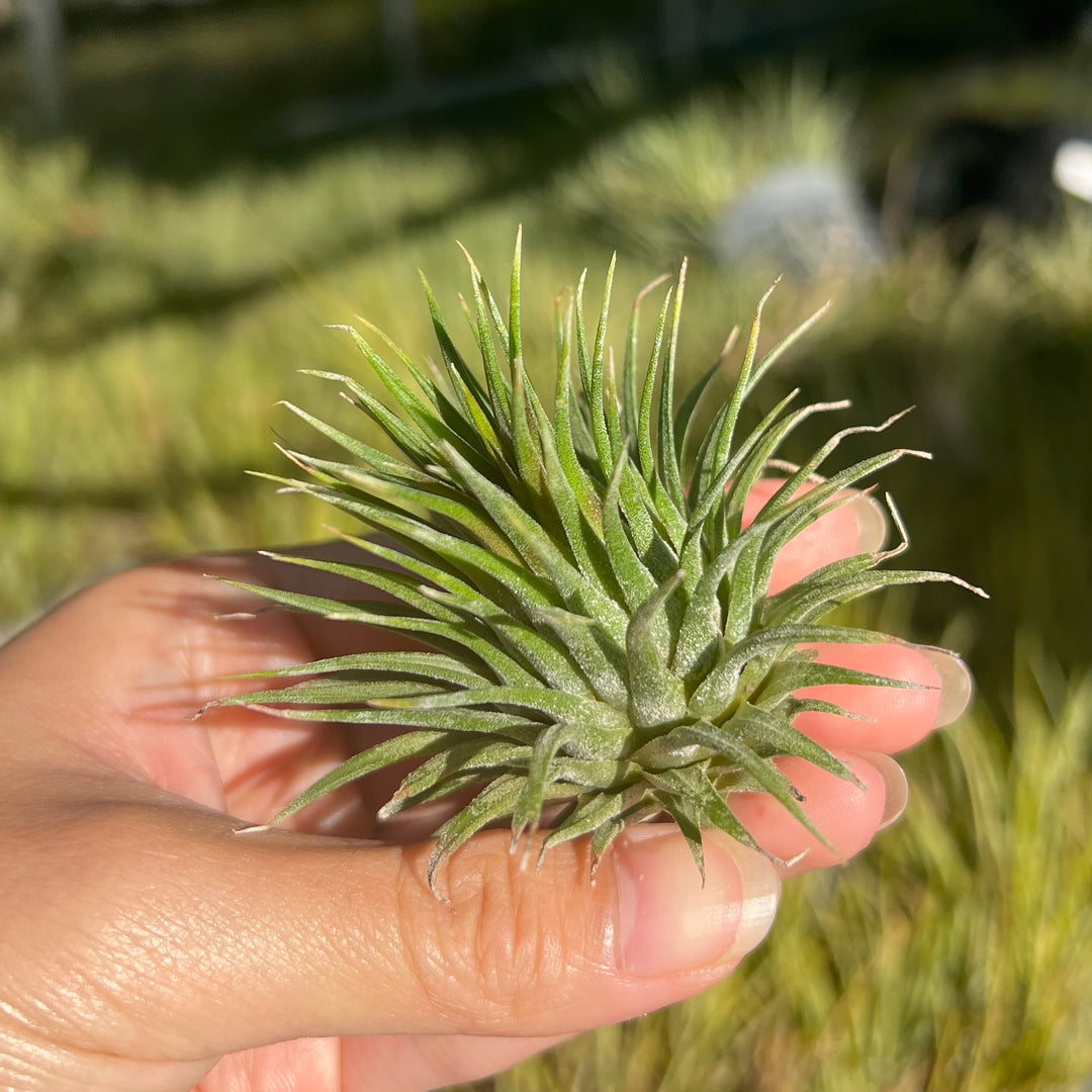 Tillandsia ionantha 'Hand Grenade' – Tropiflora