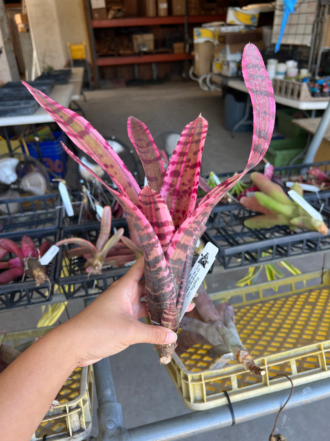 Neoregelia 'Strike Force' – Tropiflora