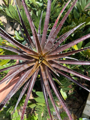 x Sincoraechmea (chantinii 'Black' x Sincoraea ulei)