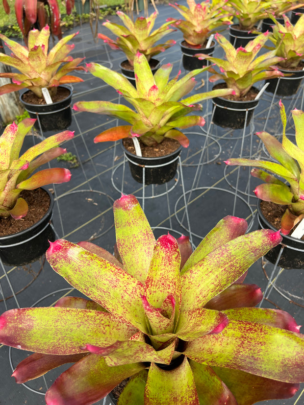 Neoregelia 'Rio'