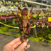 Neoregelia 'Scallawag'