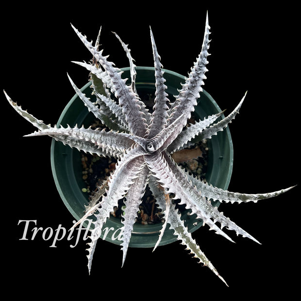 Dyckia 'Heaven and Hell' x 'Arizona' clone #1