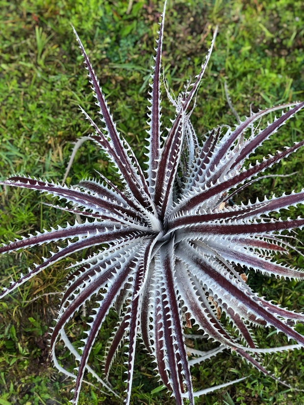Dyckia excelsa 'Silver' x 'Heaven and Hell'