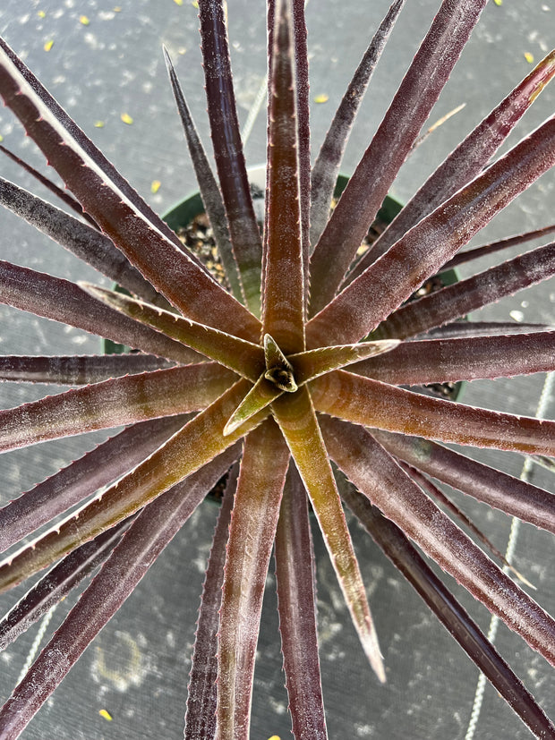 x Sincoraechmea (chantinii 'Black' x Sincoraea ulei)