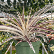 x Sincoraechmea (chantinii 'Black' x Sincoraea ulei)