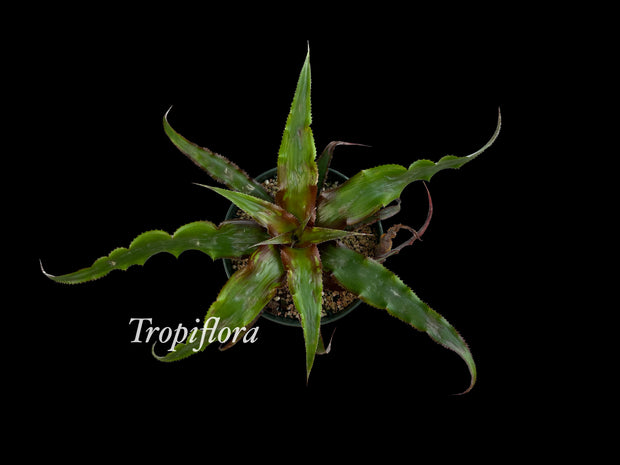 Cryptanthus sinuosus 'Cascade' SEL 1986-0618