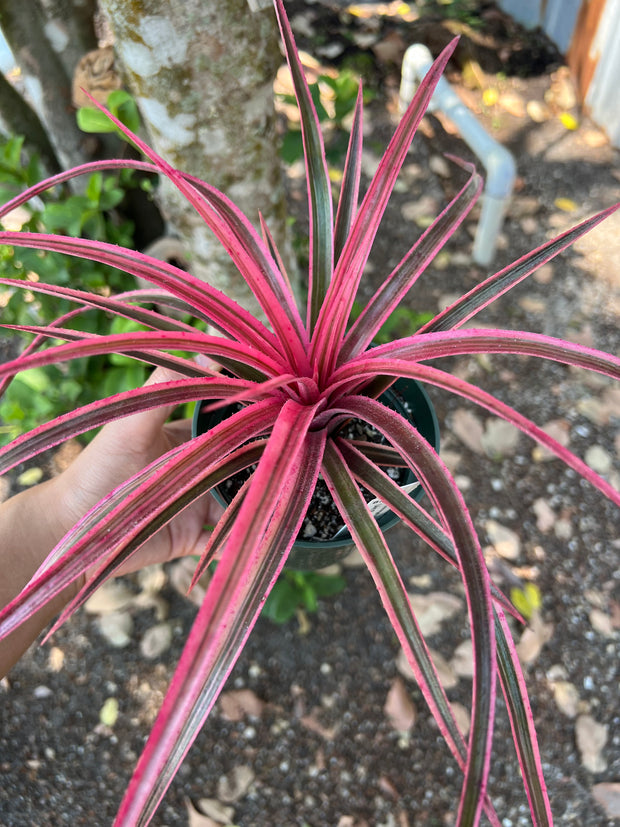 x Sincoregelia 'Outrageous'