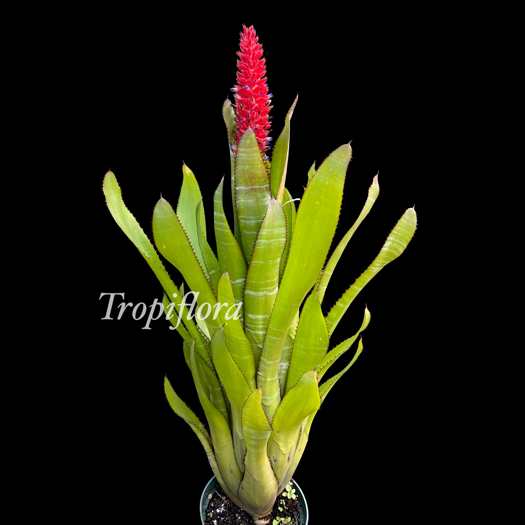 ブロメリア・エアープランツ Aechmea Phanerophlebia Rubra Aechmea phanerophlebia – Tropiflora