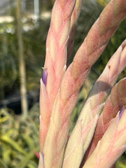 Tillandsia 'Pink Lemonade'