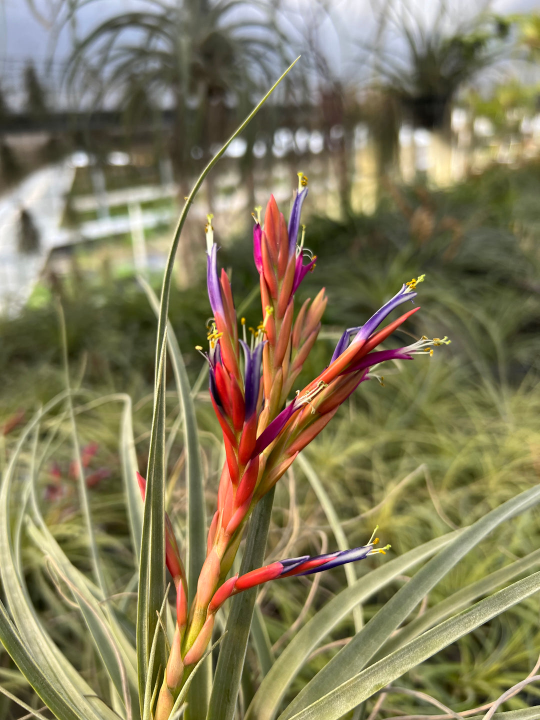 Tillandsia flagellata – Tropiflora