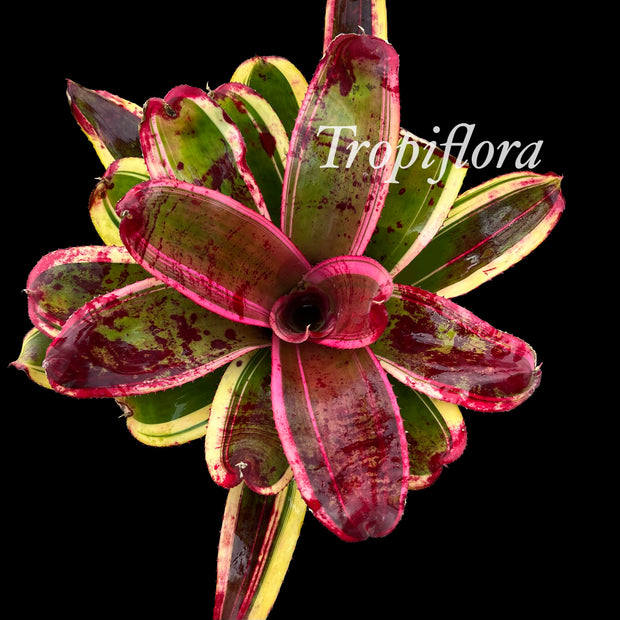 Neoregelia 'Cajun Fire'