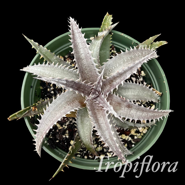 Dyckia marnierlapostollei hybrid