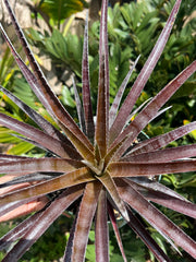 x Sincoraechmea (chantinii 'Black' x Sincoraea ulei)