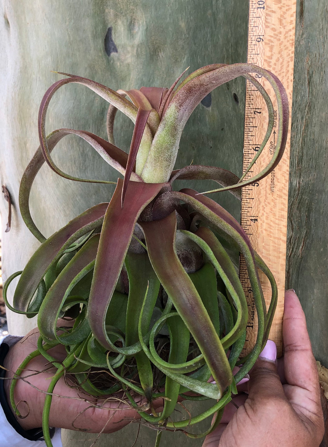ま*︎様 Tillandsia 'Red Robin'(レッドロビン) Tillandsia 'Red Robin' – Tropiflora