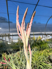 Tillandsia 'Pink Lemonade'