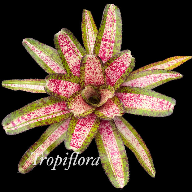 Neoregelia 'Acceleration'