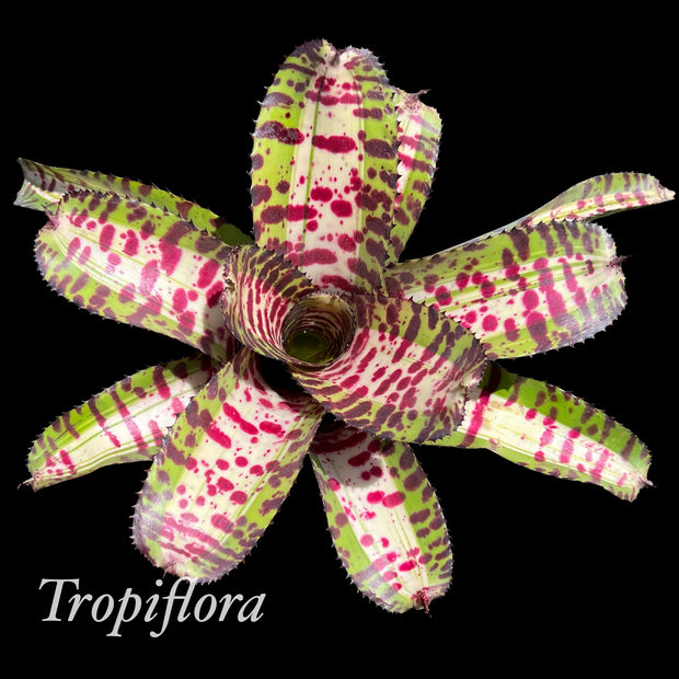 Neoregelia 'Supremo'