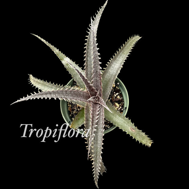 Dyckia 'T-Rex' x 'Heaven and Hell'