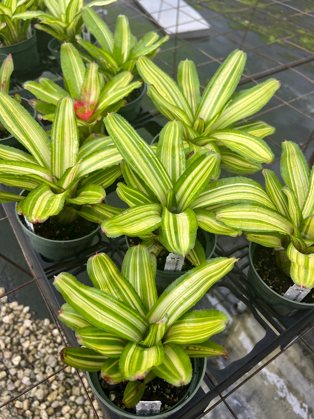 Neoregelia 'Mosquito'