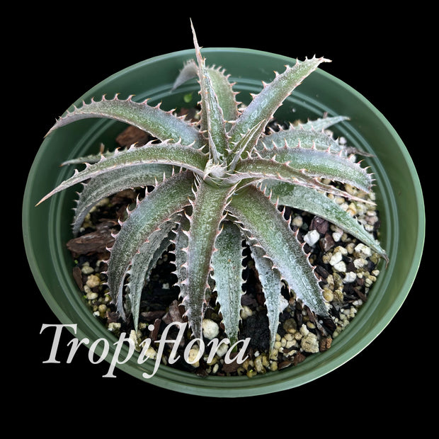 Dyckia 'Pink Tooth'