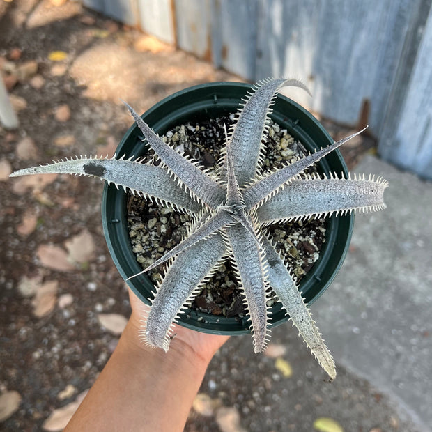 Dyckia delicata 'Gold Form' x 'T-Rex'