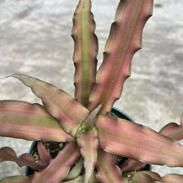 Cryptanthus 'Covergirl'