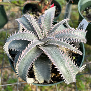 Dyckia marnierlapostolle 'Pink Spines'