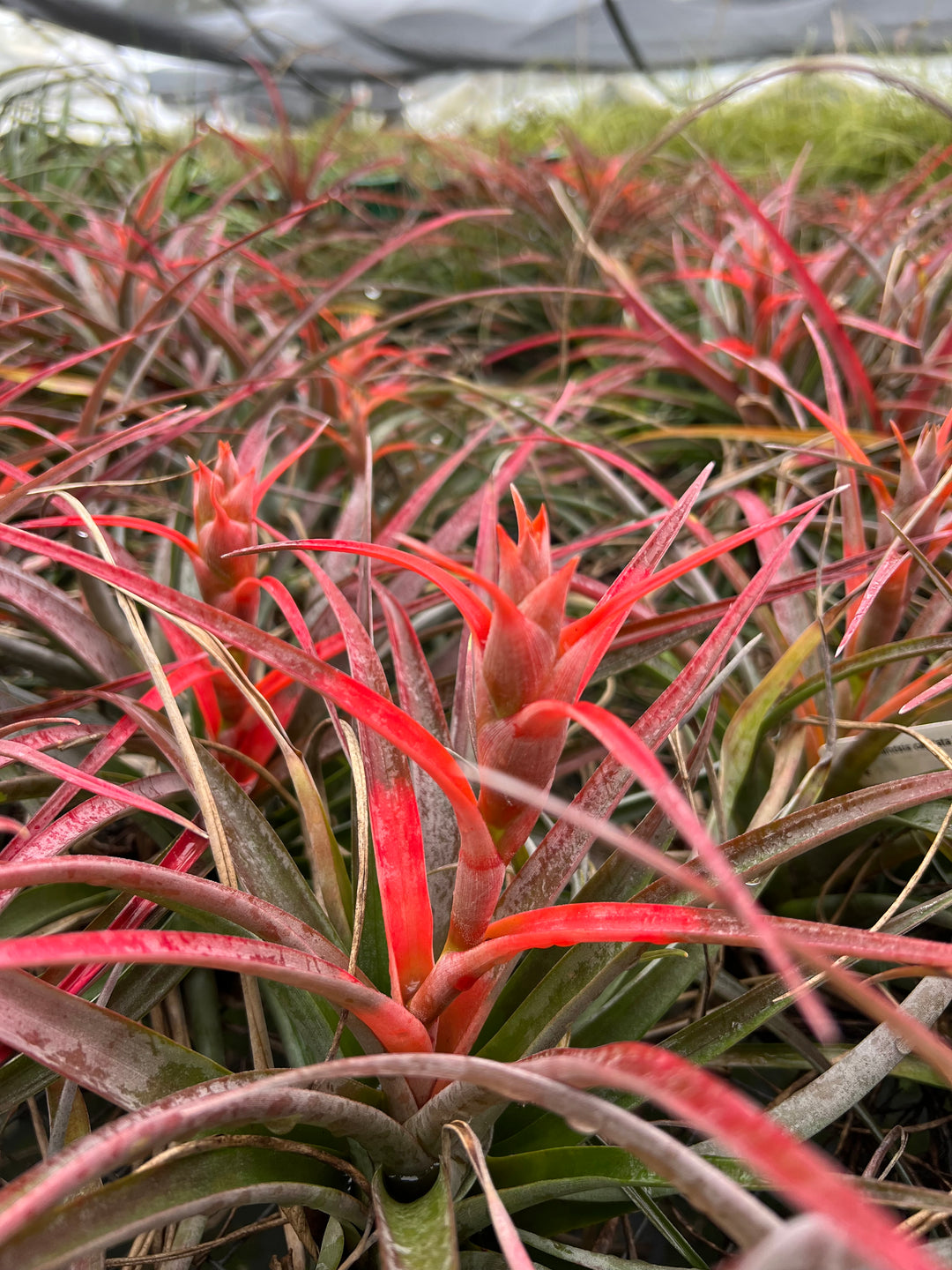 Tillandsia capitata 'Orange' – Tropiflora