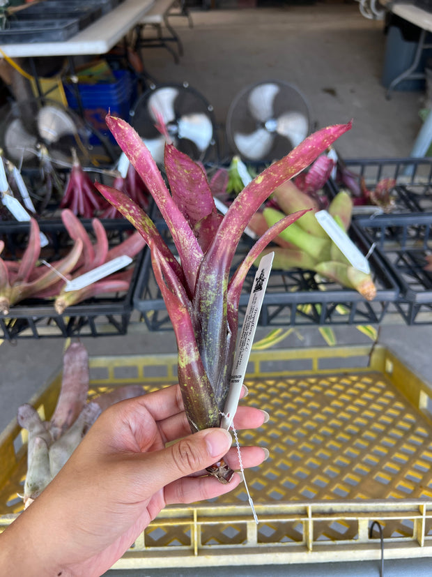 Neoregelia 'Midnight Marble'