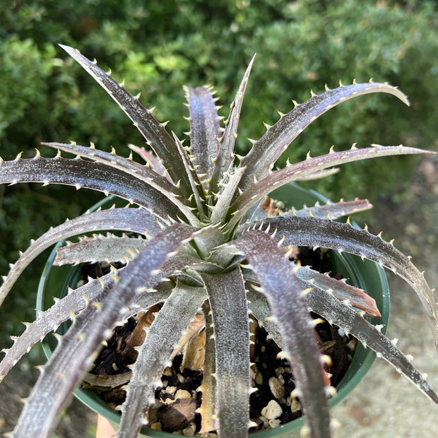 Dyckia 'Toothy' f2