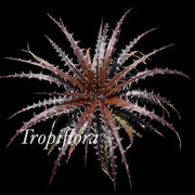 Dyckia burlemarxii (red clone)