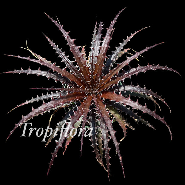 Dyckia burlemarxii (red clone)