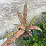 Cryptanthus 'Covergirl'